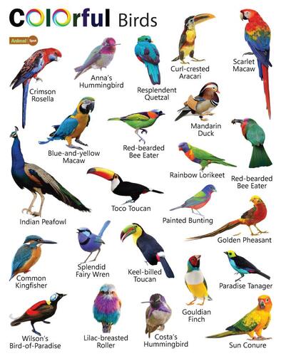 Larry's Bird Show poster